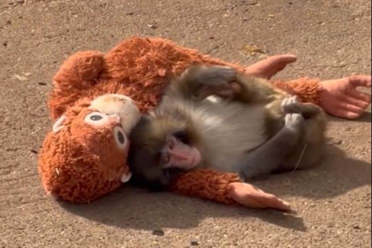 Baby Monkey Finds Comfort in Stuffed Orangutan